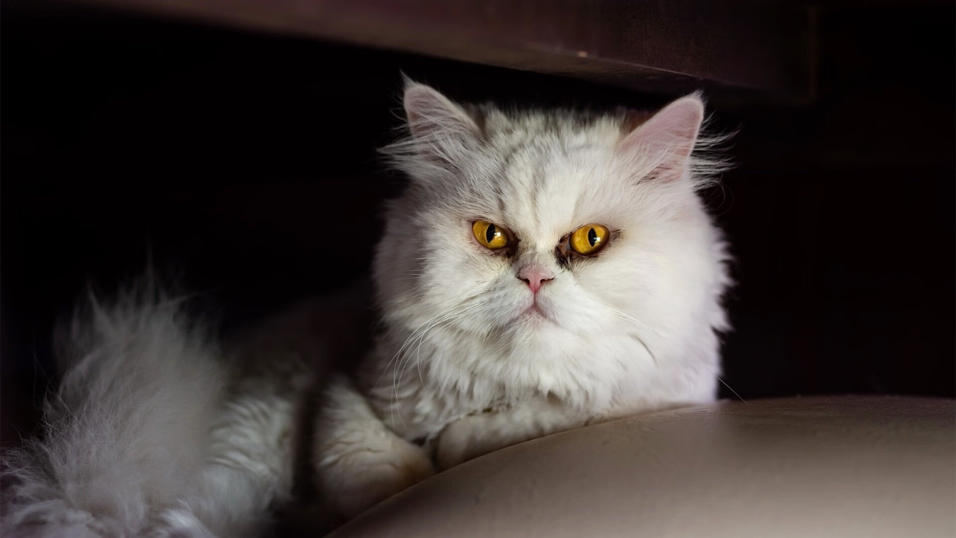 中国足球青训球员海外留洋比例,中国足球青训球员海外留洋比例是多少