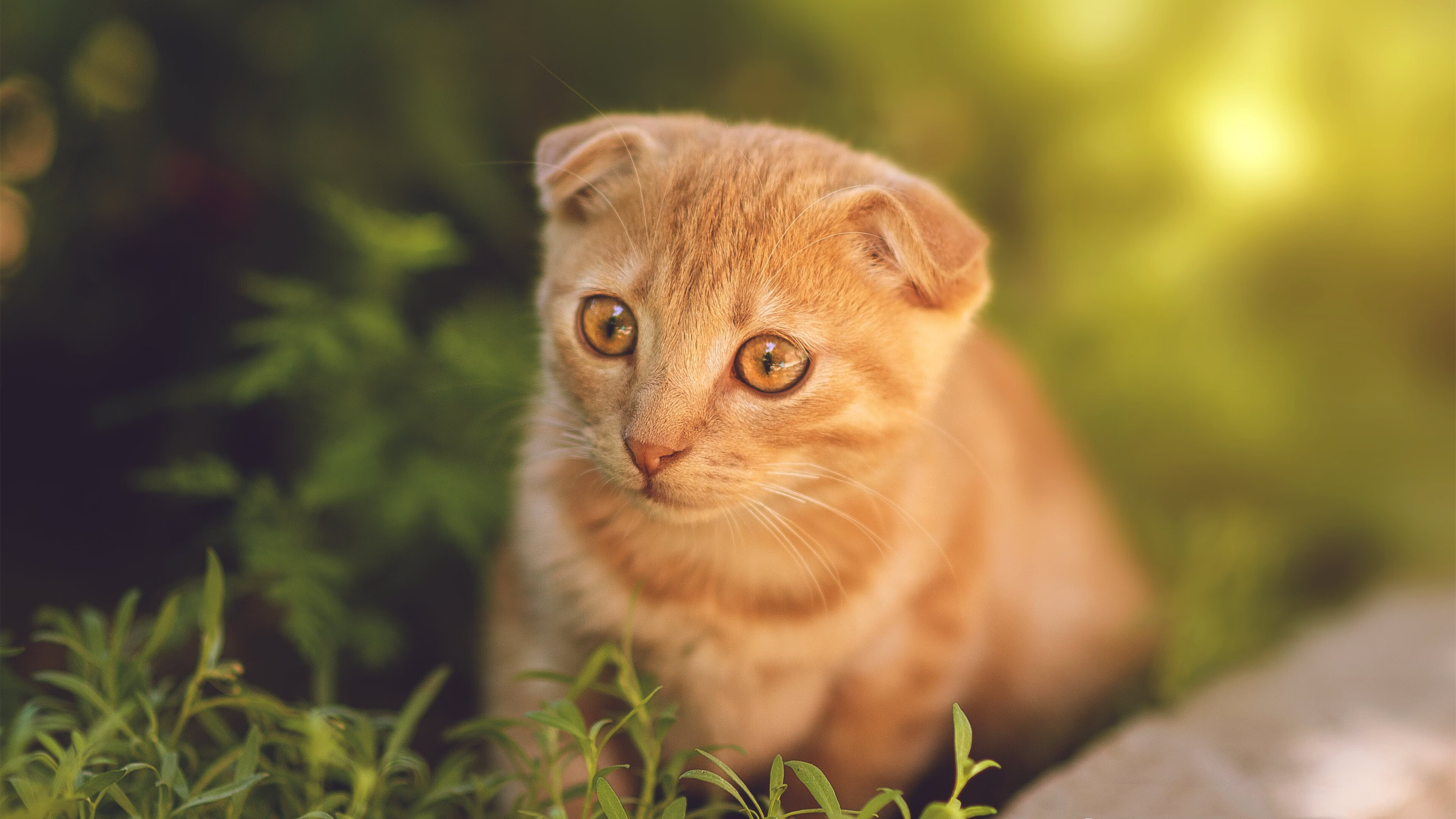 体育教学资源共建共享机制构建与管理模式研究,体育教育资源