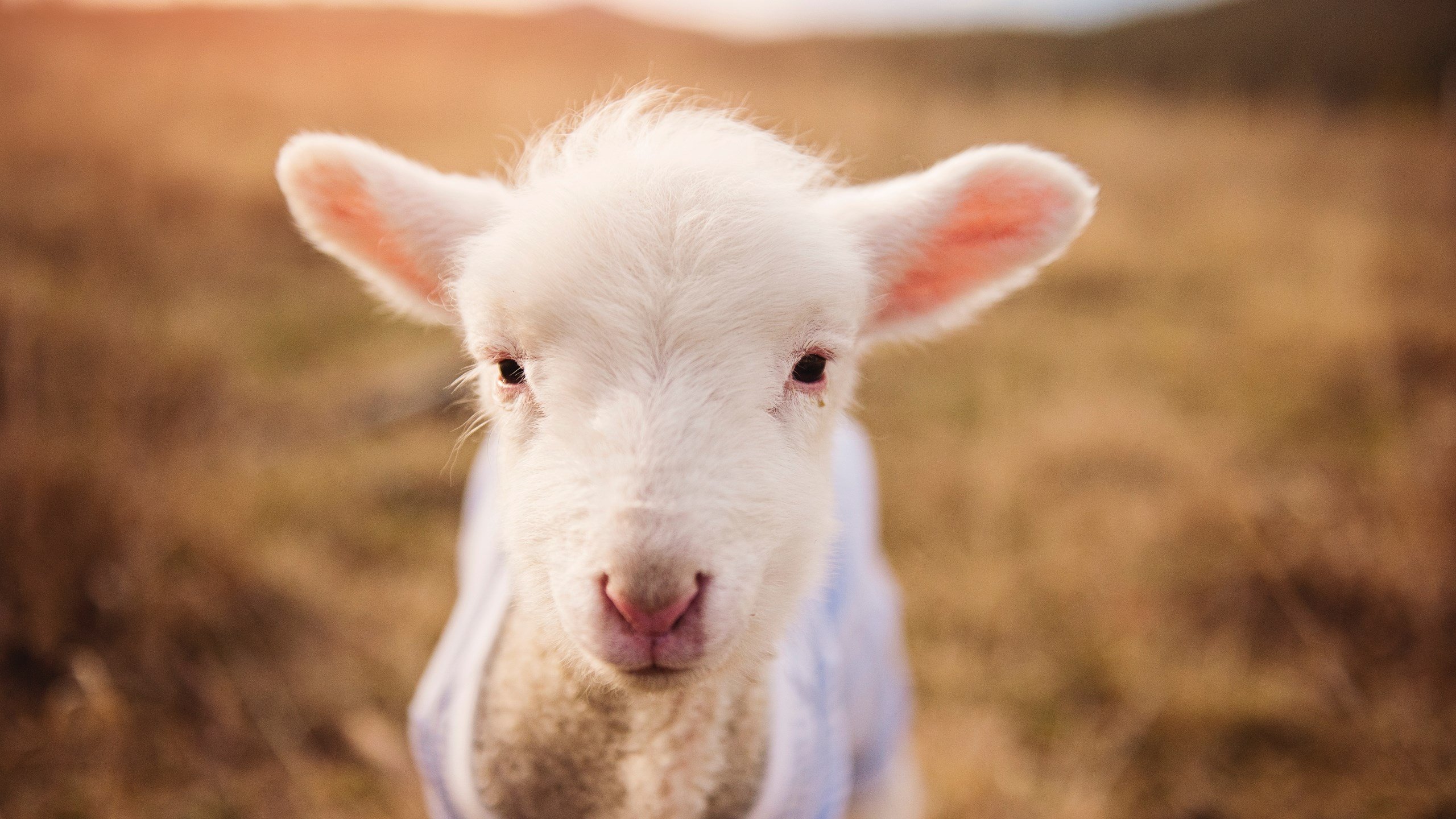 体育教学资源数字化管理研究,体育教育资源