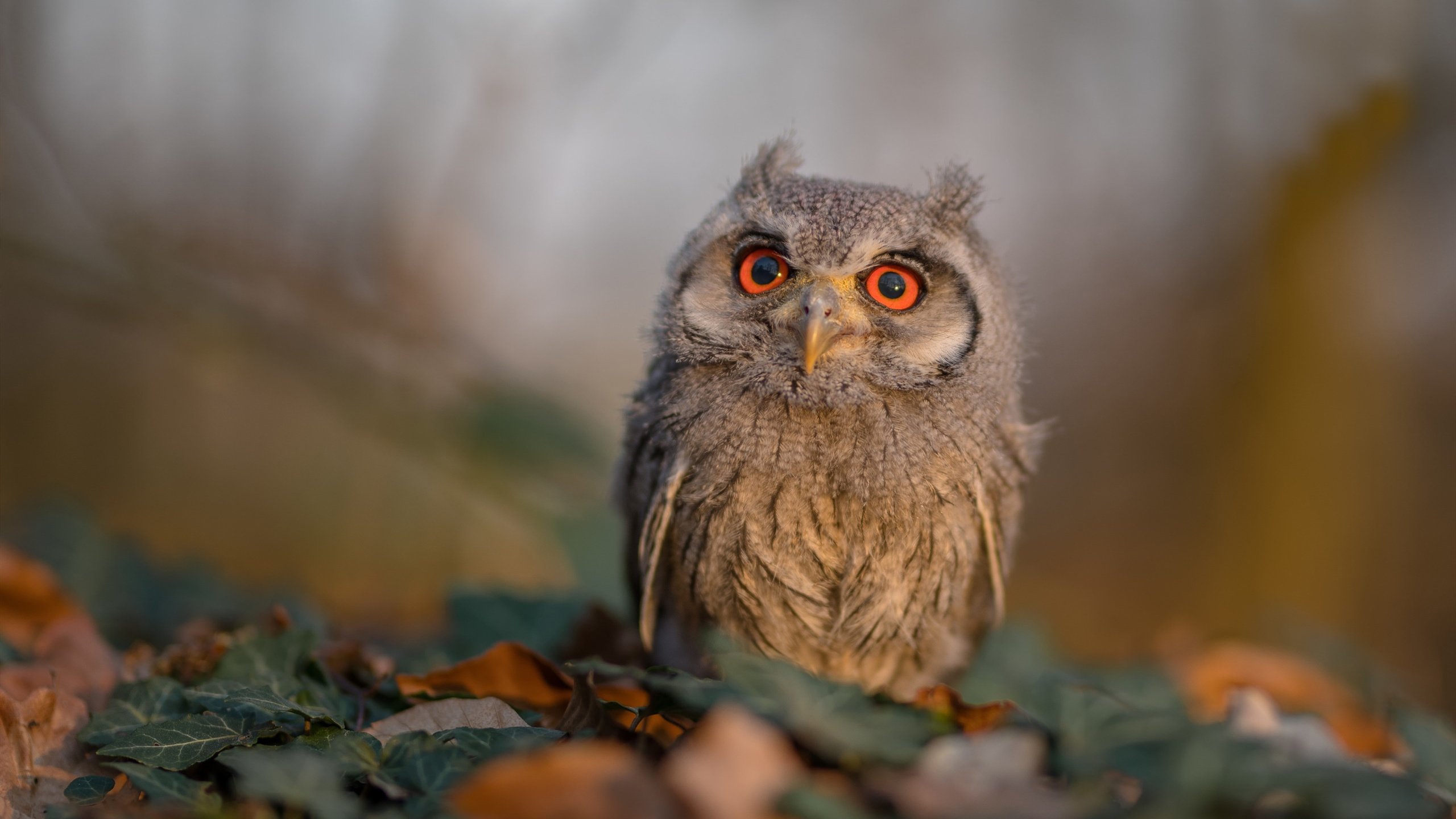 篮球专项体能训练课程体系科学构建,篮球运动专项体能训练的研究