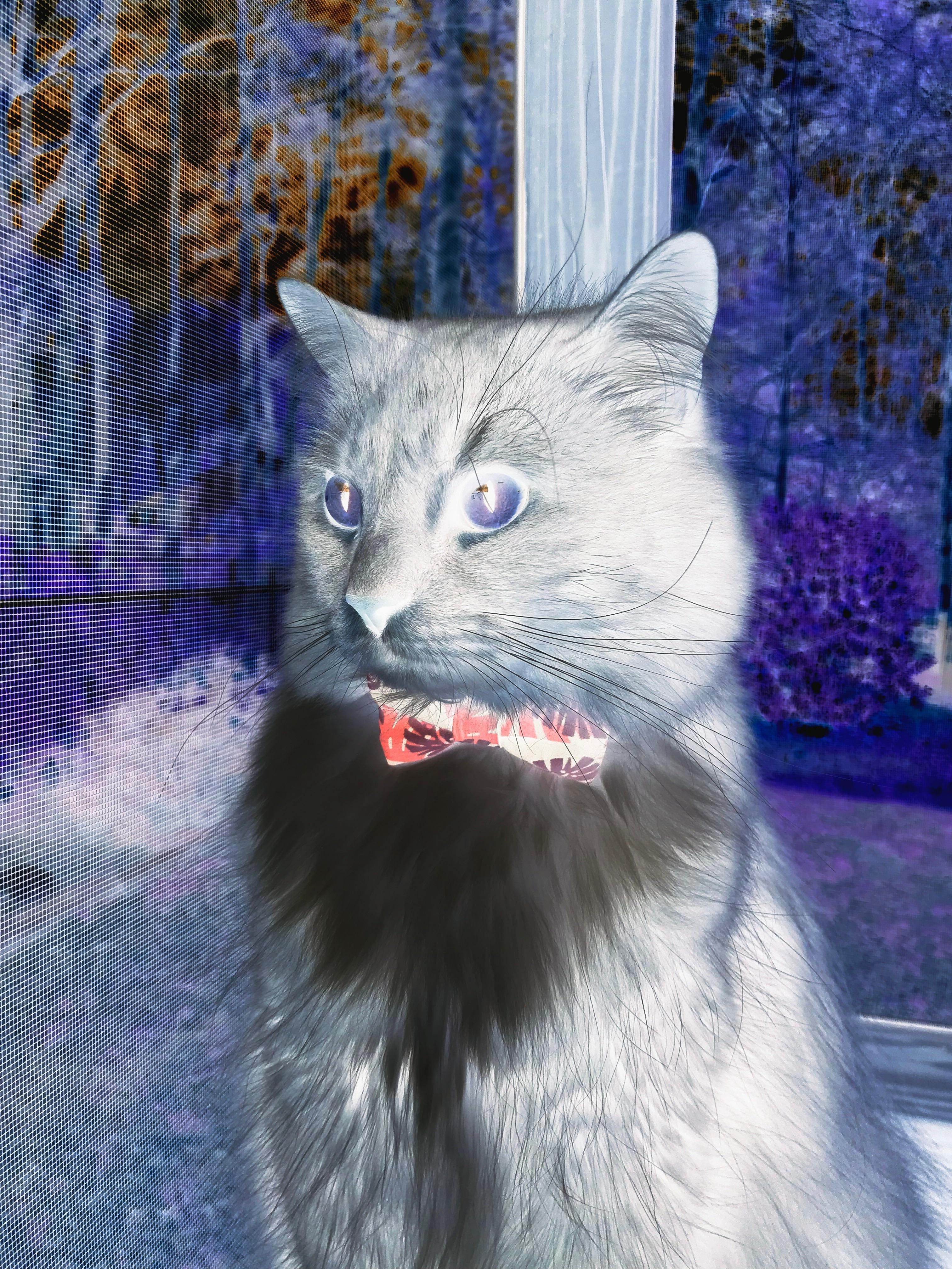 篮球运动员专项技能动作动态捕捉技术应用,篮球动作动图