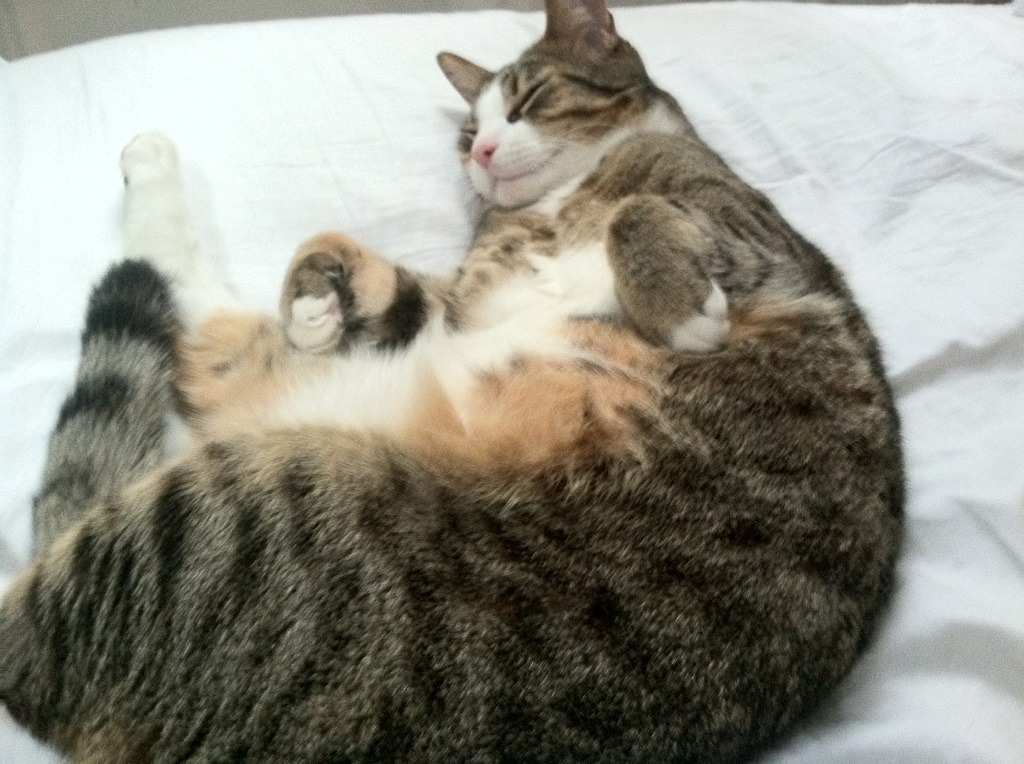 逆袭传奇:逆境中崛起的欧洲球队故事,欧冠史诗级逆转