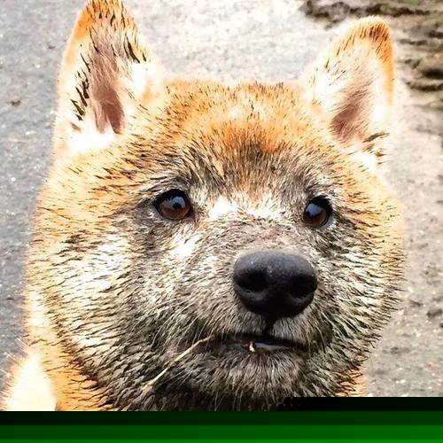 高校运动员营养管理方案设计与科学指导研究,运动营养学设计运动员食谱