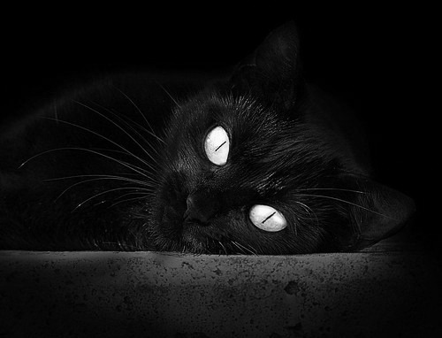 高校运动员营养补给方案优化研究,运动员营养品补给的意义