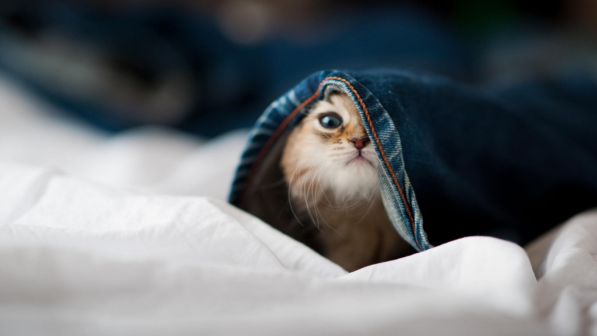 Palmer未来在国际赛场备受期待,pal赛事