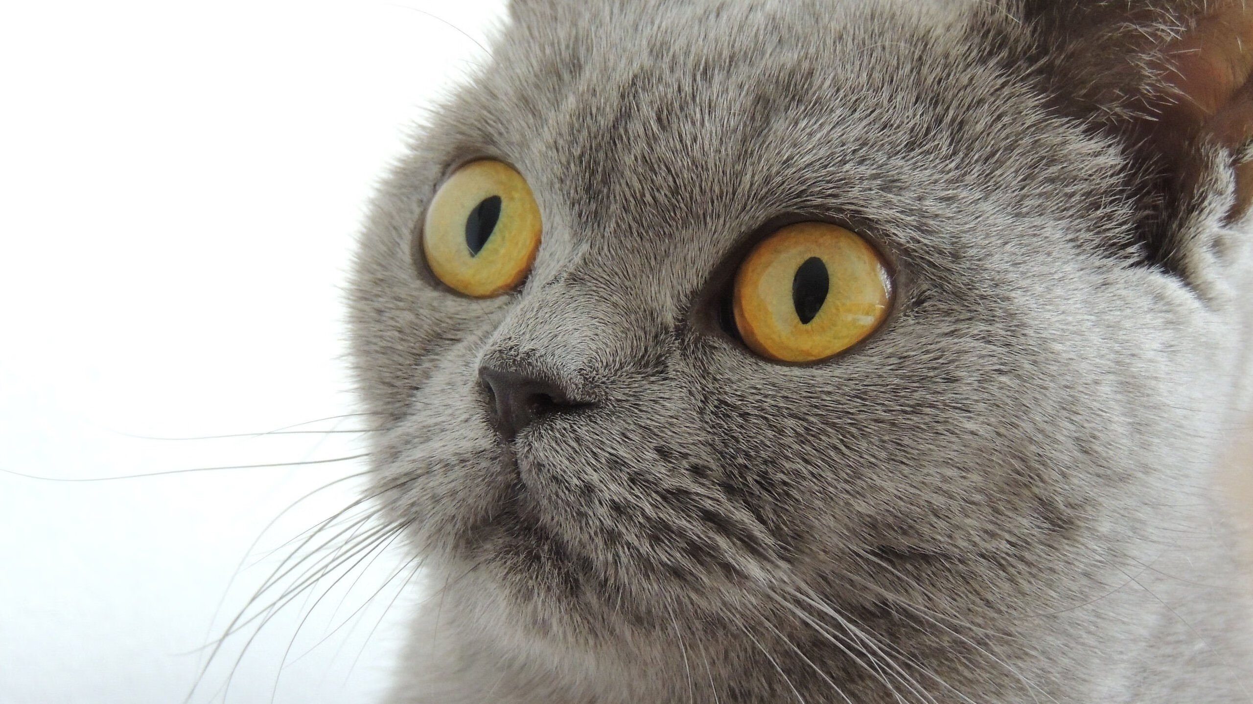 “缆绳滑水：东桃花岛赛场成为水上极限运动的焦点”