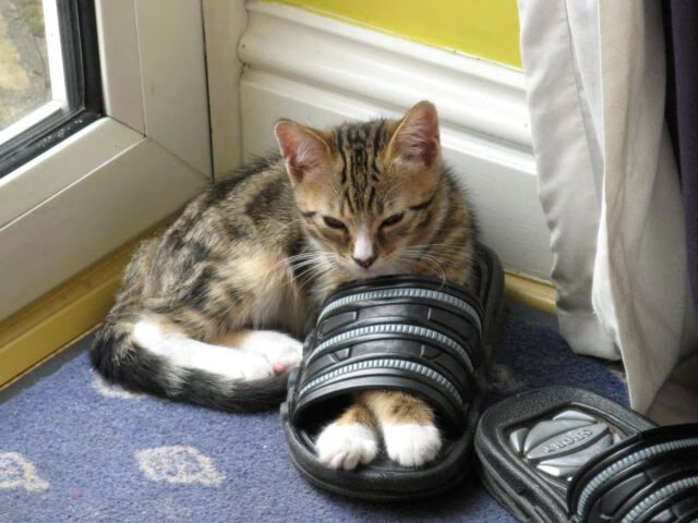 “高新体育中心:羽毛球选手超常发挥,技术与力量的较量”