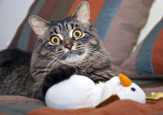 中国乒乓球选手夺得亚洲锦标赛金牌，中国乒乓亚锦赛男单冠军