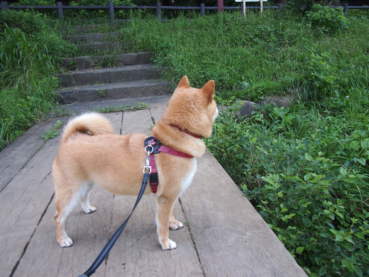中国女篮集中训练成效逐步显现，中国女篮集中训练成效逐步显现的原因