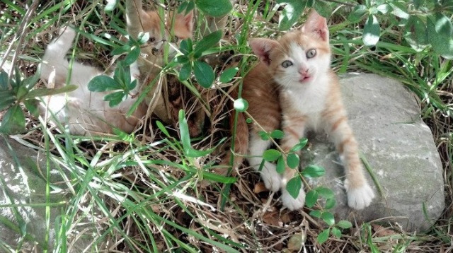 开云平台-中美200蝶出发反应时间差异缩小