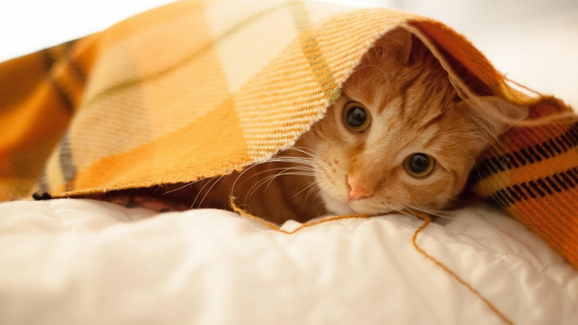 kaiyun官方入口登录-体育新闻中心主办体育文化数字传播创新成果展，体育数字化改革方案