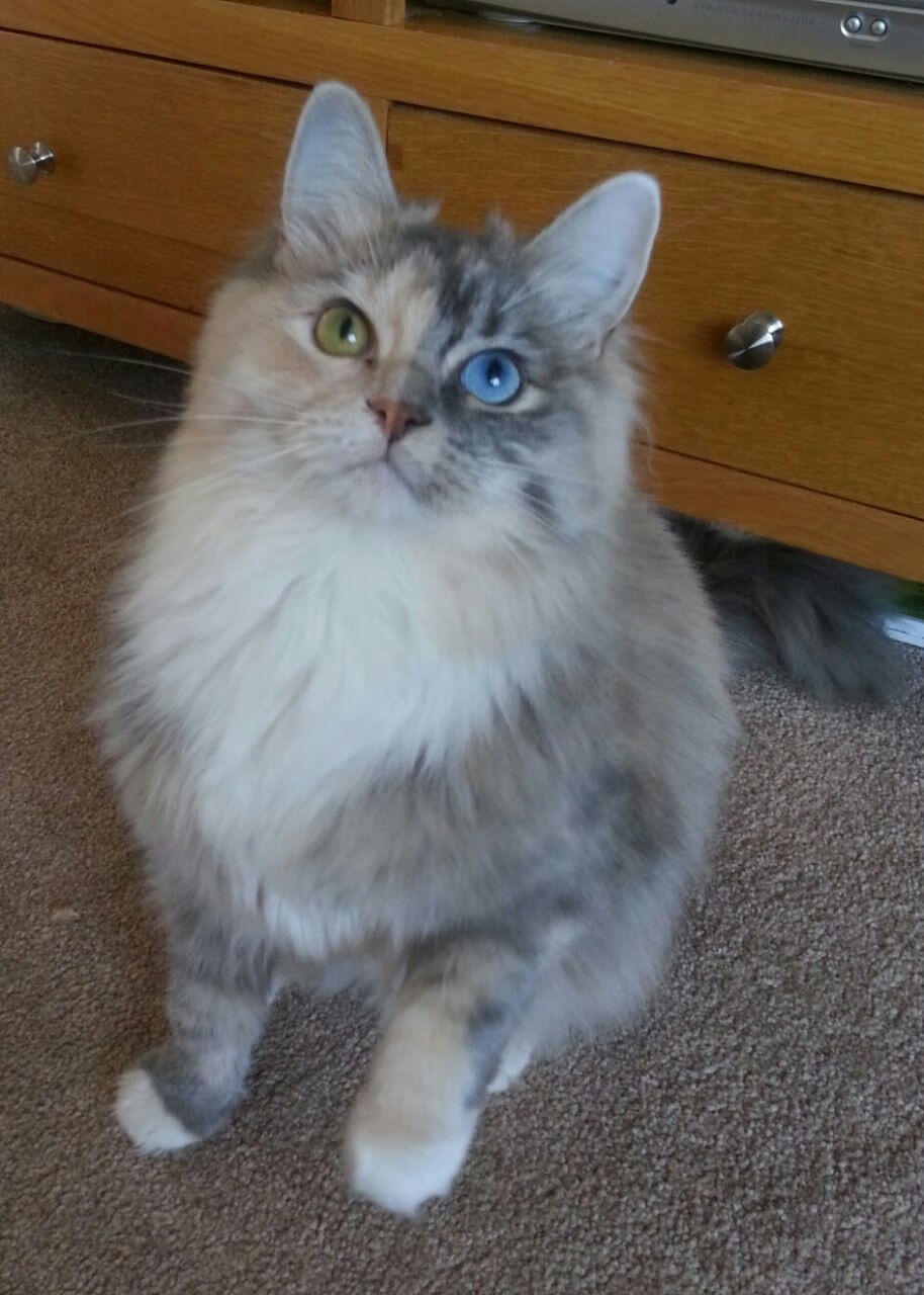 全国青少年三人篮球赛展现团队默契，三人篮球赛竞赛规程