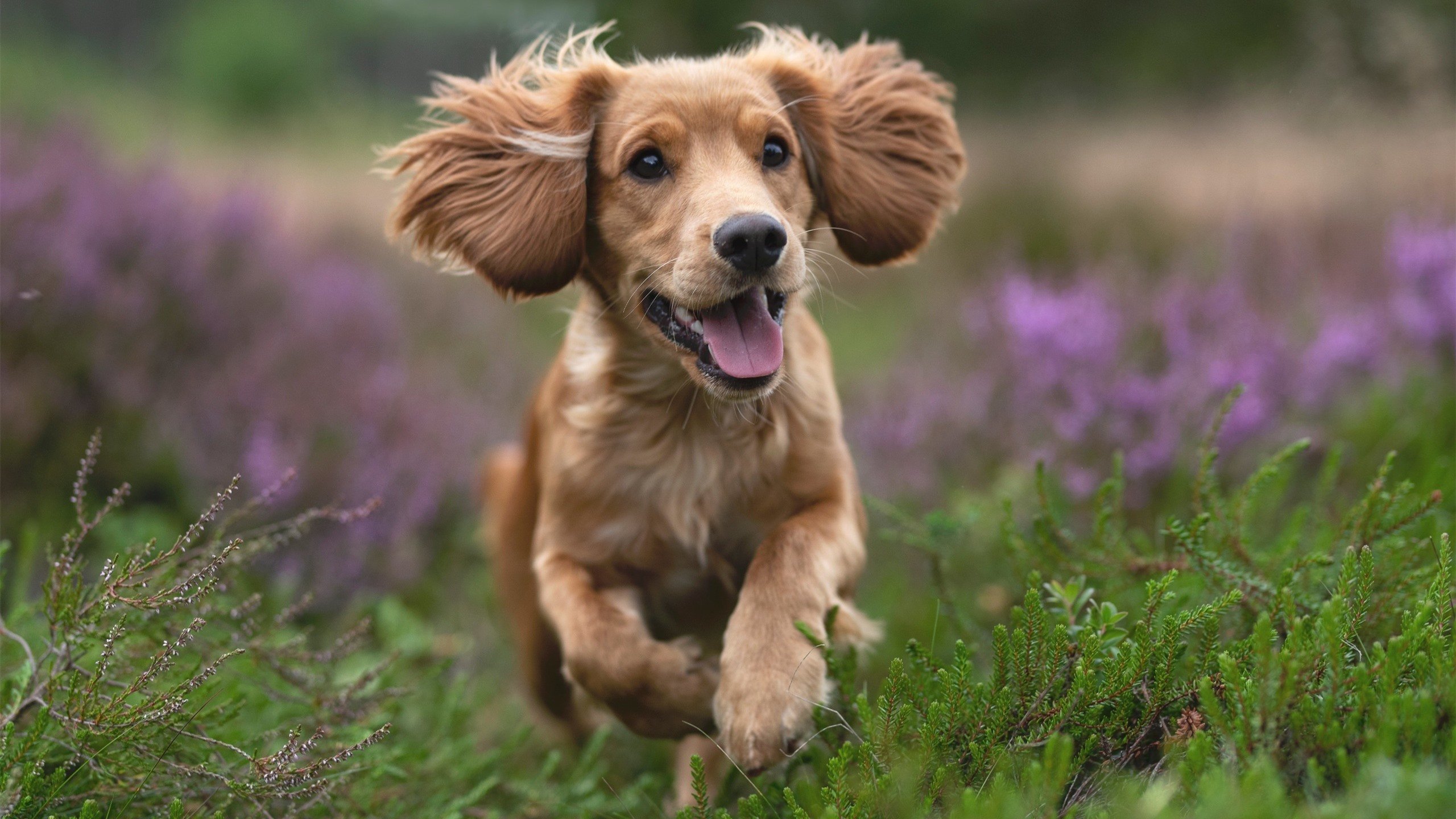 切尔西快速反击战术屡次威胁PSG防线,切尔西战术分析