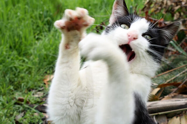 开云官网-博卡依赖边路突击，套路相对单一，博伊卡实战怎么样