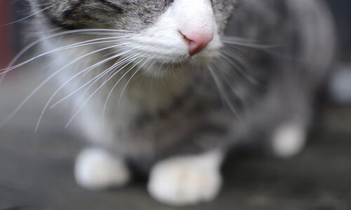 团体赛制:澳大利亚队如何利用团队协作增强比赛优势,atp澳大利亚