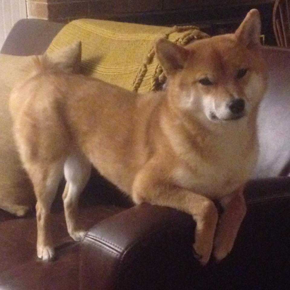 开云网站-埃及赛制背后的力量：推动全员竞技水平的提升，埃及选手