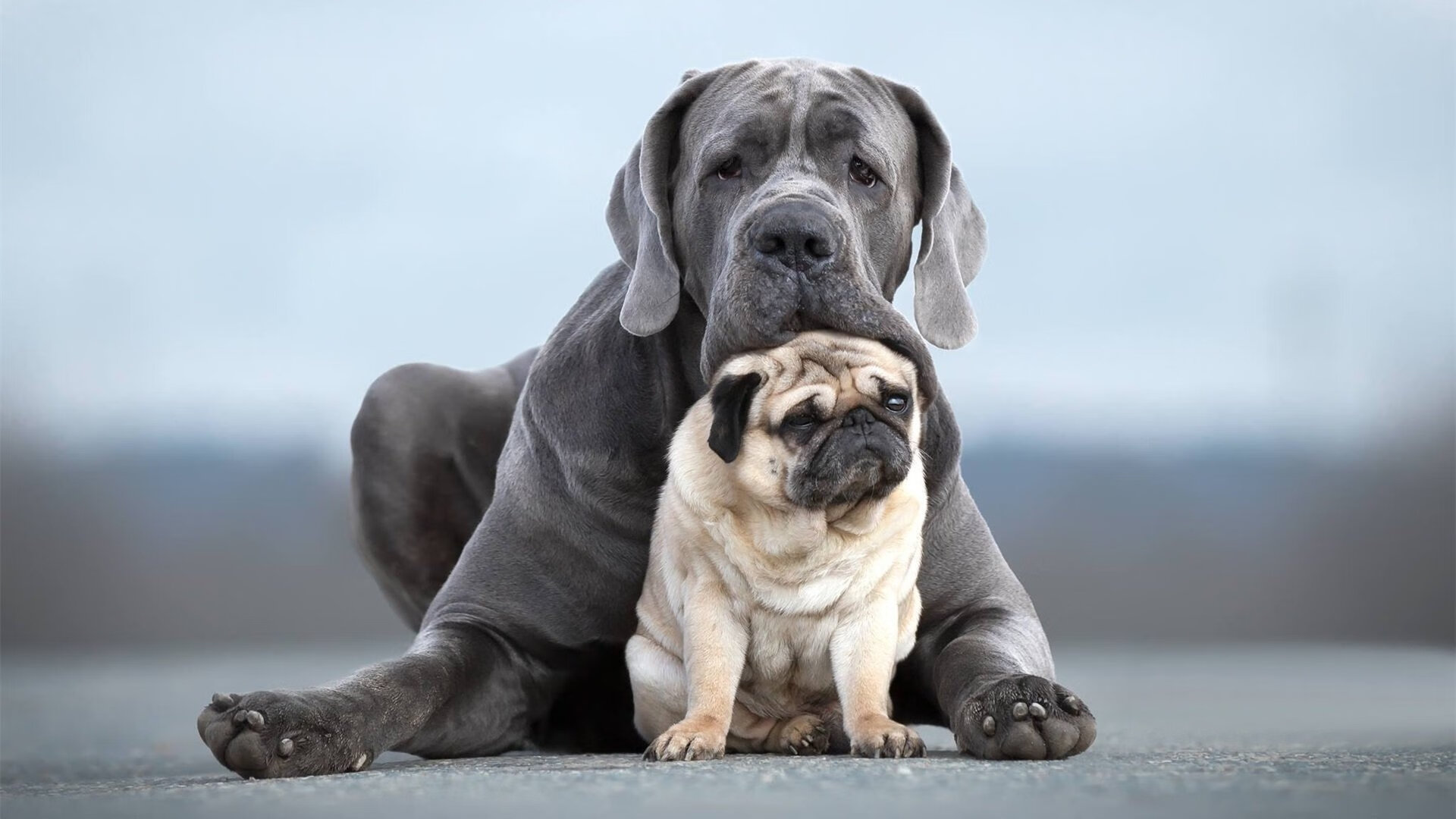 德国队征战国际乒联混合团体世界杯:赛制细节与战略意义,德国乒乓球赛结果