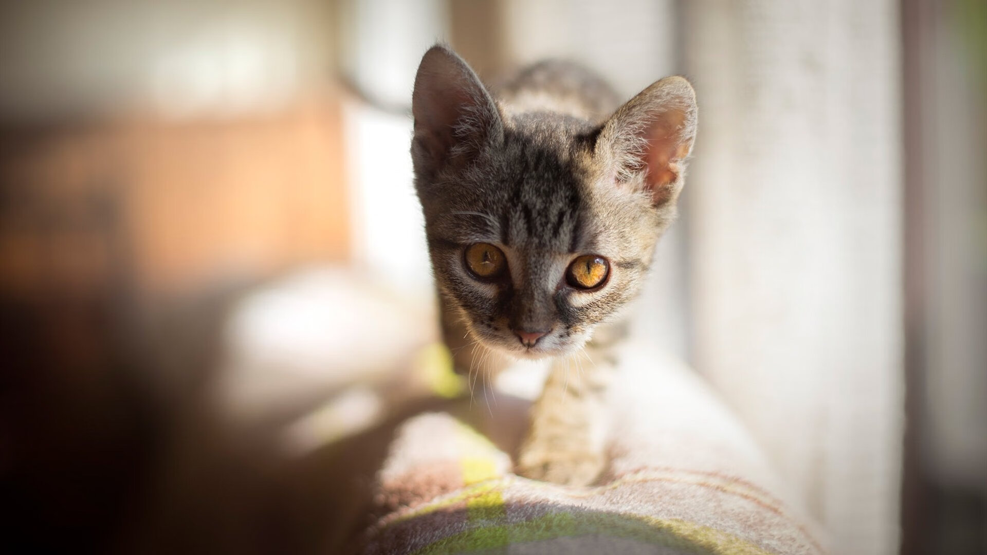 德国队未来的发展趋势：如何在国际乒联混合团体世界杯中迎接挑战