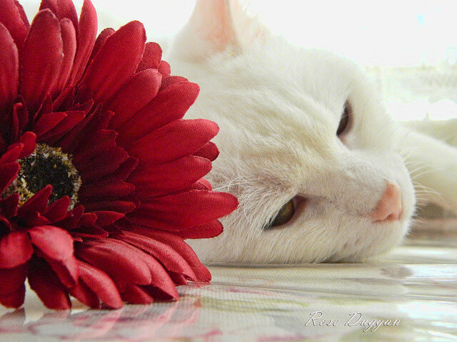 杨瀚森新赛季展望被看好成为球队核心力量,杨翰笙个人介绍