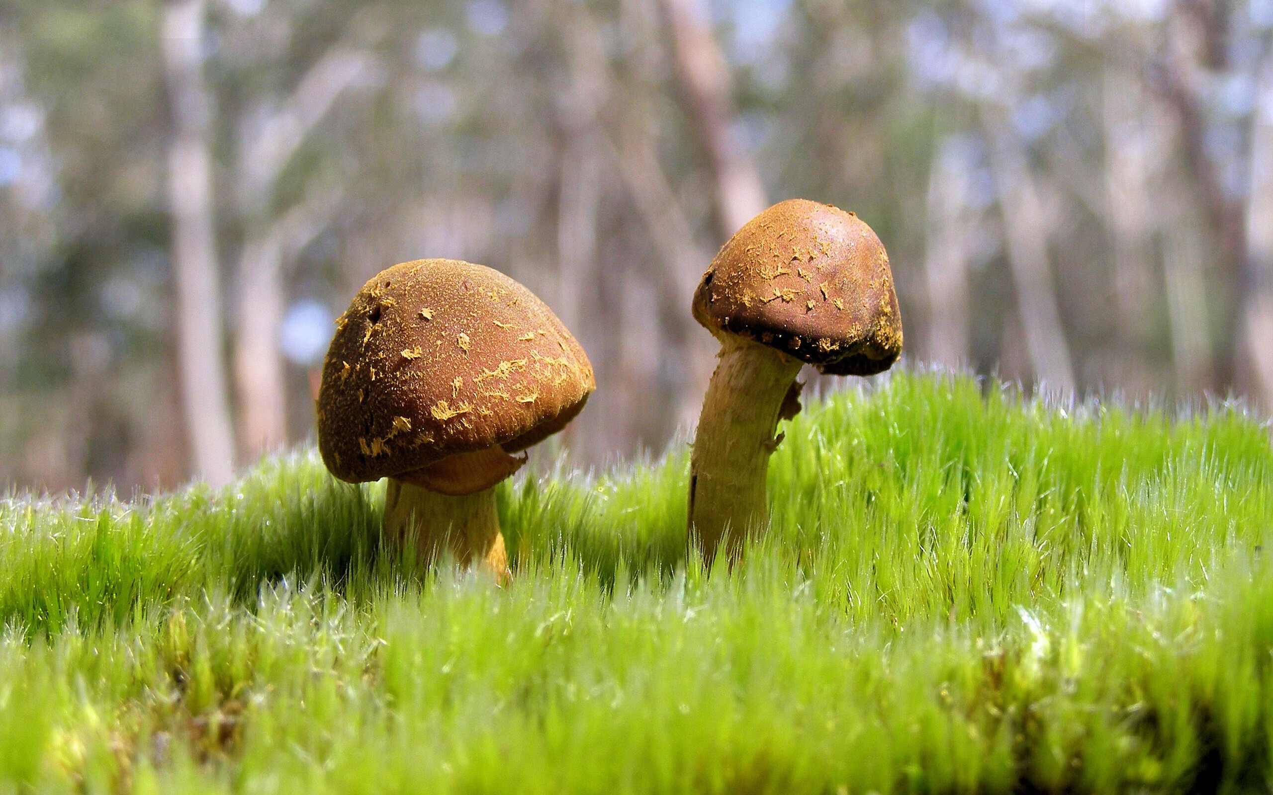 混合泳德国双将同时晋级，混合泳冠军