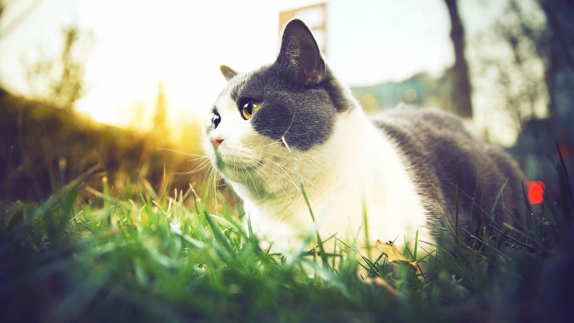 职业球员合同稳定性对比赛状态影响几何，职业球员合同条款