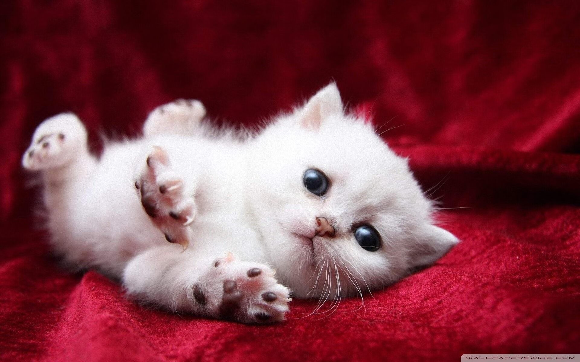 职业联赛赛后复盘机制流程不清，职业联赛靠什么赚钱