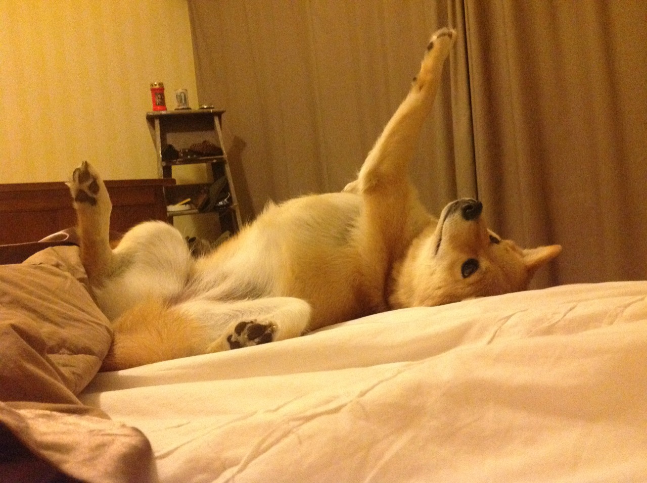 开云网页版登录入口-莱德基表现获国际媒体盛赞，莱德基表现获国际媒体盛赞的作品