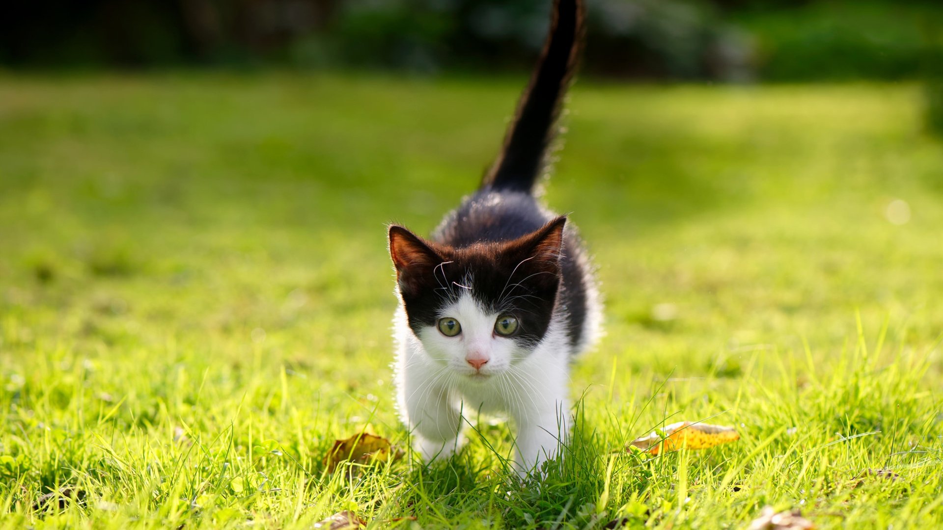 运动员心理健康支持体系完善，运动员心理健康支持体系完善情况