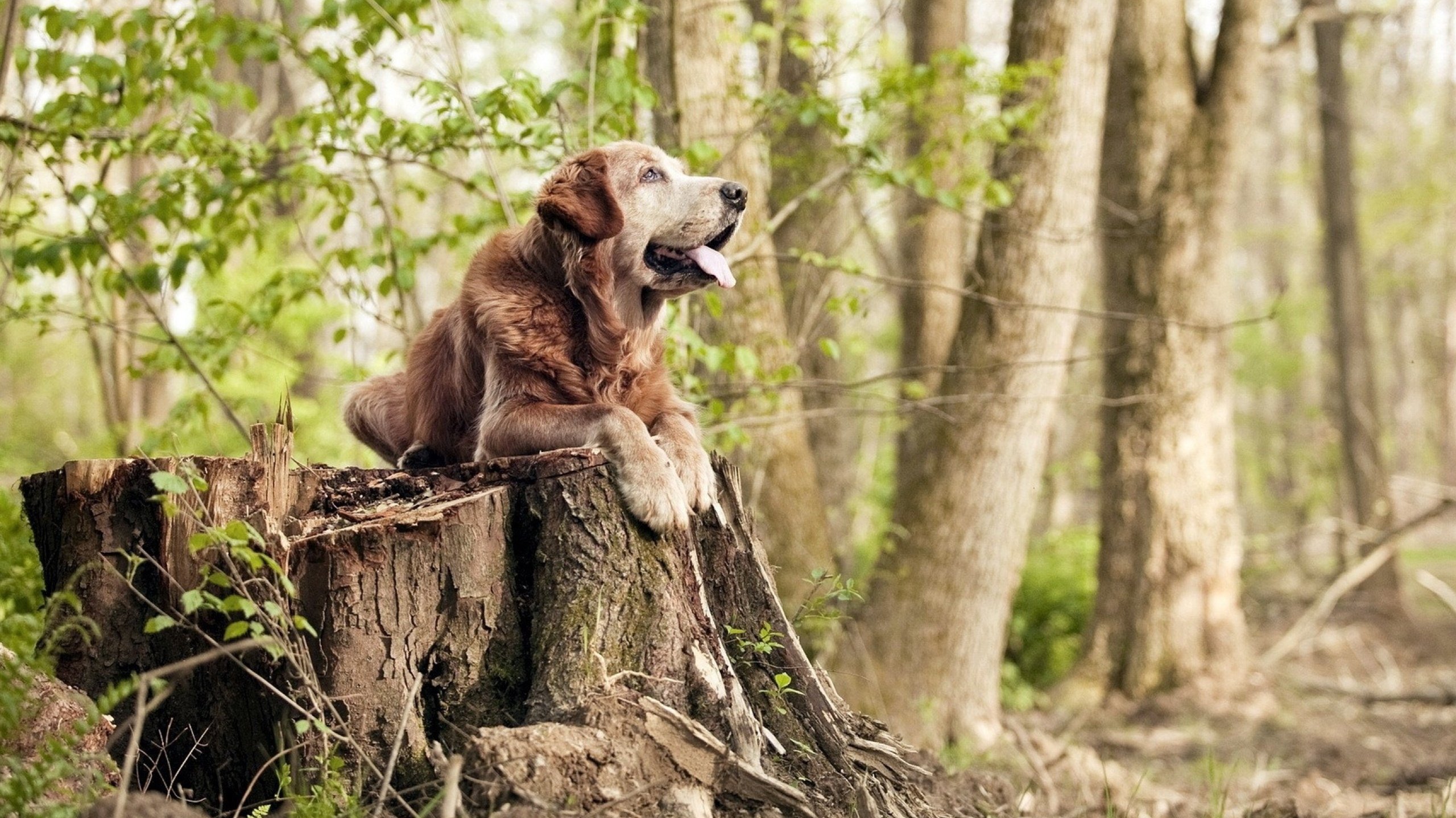青训成果未纳入职业评级体系,青训成果未纳入职业评级体系的原因