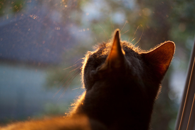 马赛主帅调整战术布局力求突破,马赛队门将
