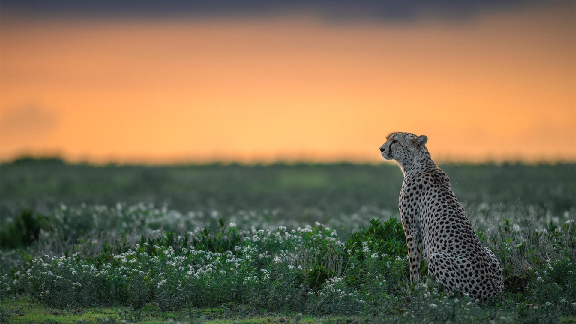 2026世界杯:场馆科技融合,打造未来足球新地标!,2026年世界杯48支球队