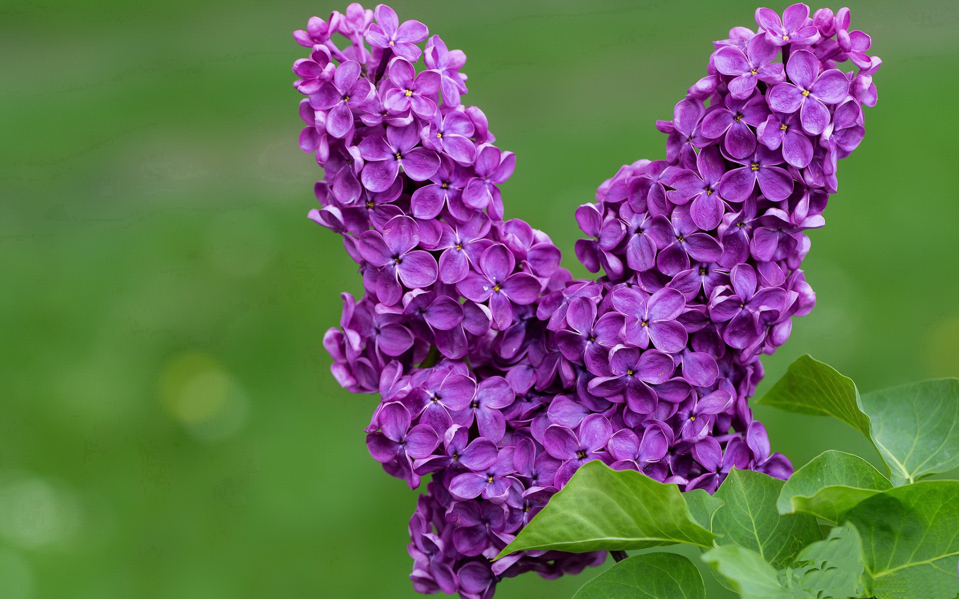 世界杯精彩纷呈：每个瞬间都难忘！，世界杯的精彩瞬间