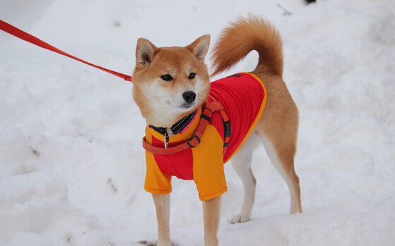 中国队后半程强势发力夺得佳绩,中国队后场