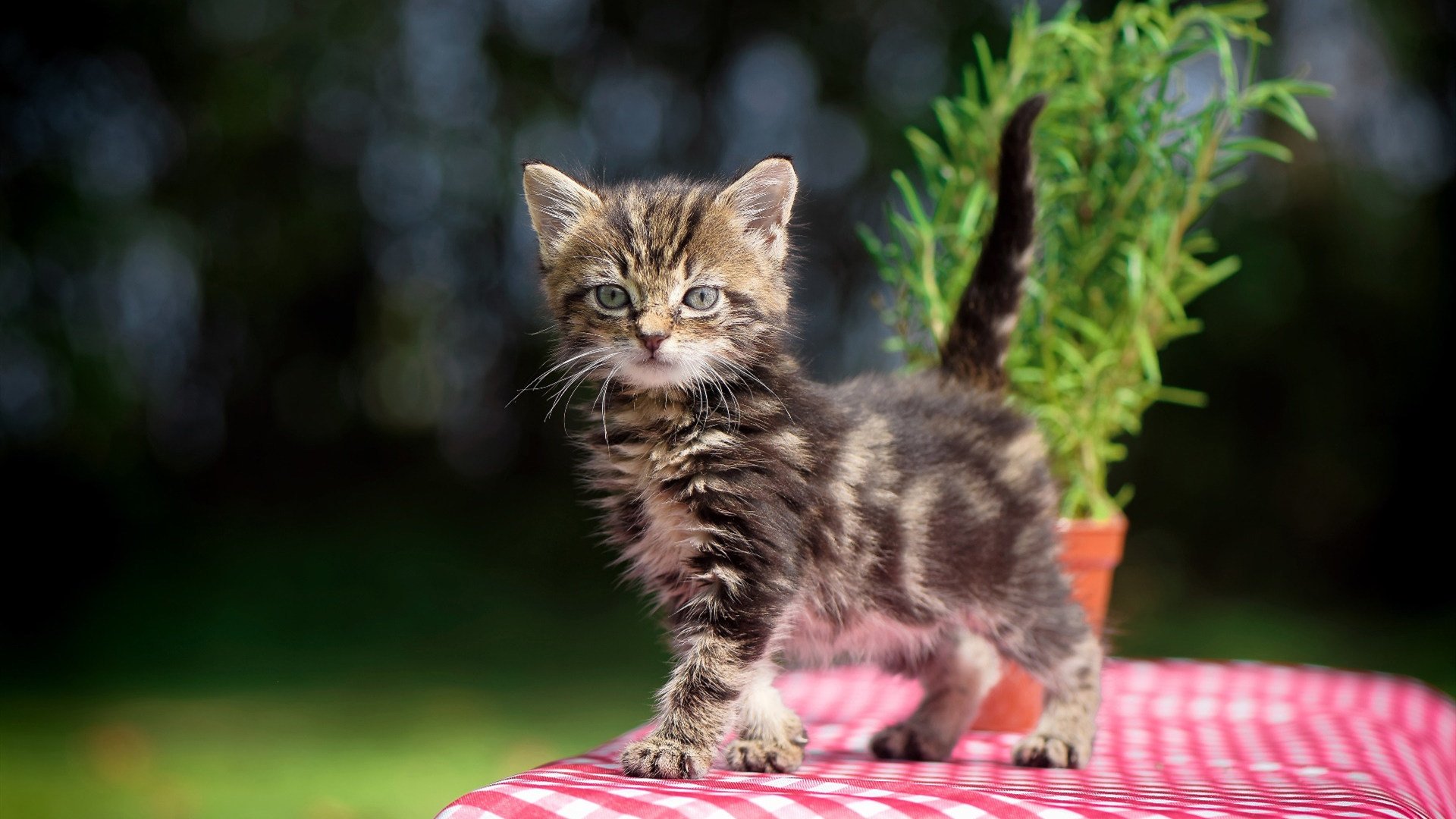 中学篮球增加女子组别比赛场次提高参与平衡度，初中女子篮球比赛规则