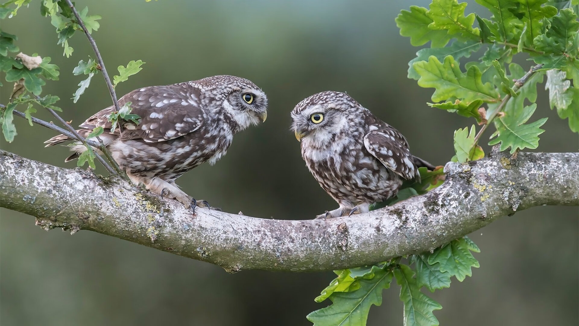 克日什托夫用实力回应挑战者,克日什托夫 基耶斯洛夫斯基