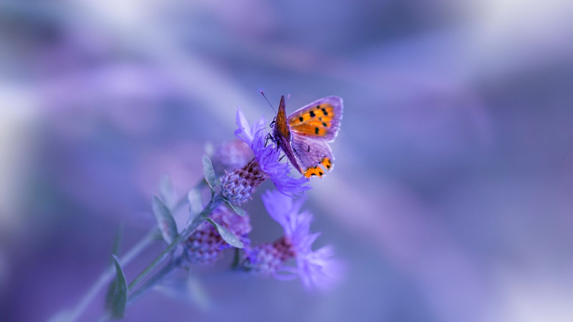 国际足球联盟合作推动足球运动全民普及，国际足球联合会的成立以及它的宗旨