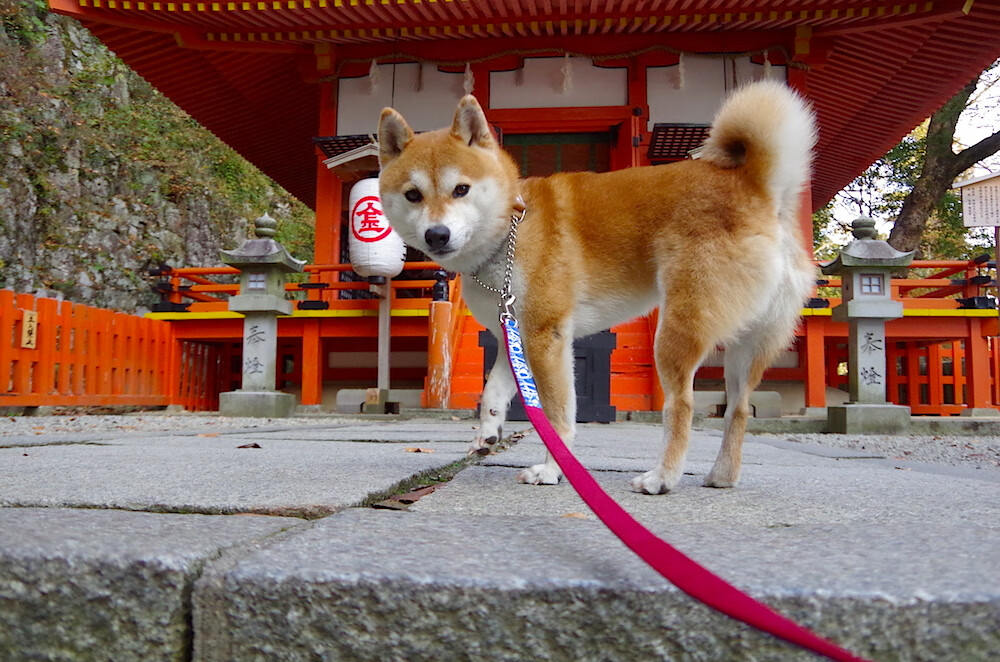 国际足球裁判培训实现全面数字化,执法水平稳步提升,足球裁判员培训班