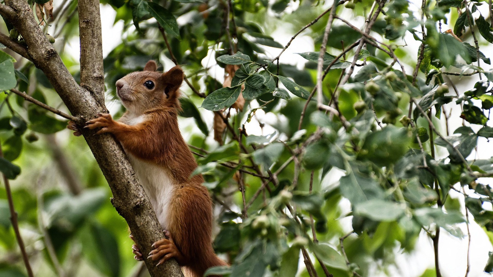 塞内加尔男篮在非洲锦标赛中拼搏奋战,体育强国风范尽显,塞内加尔男篮排名