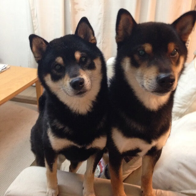 巴西青训体系持续优化，培养出新一代足球天才