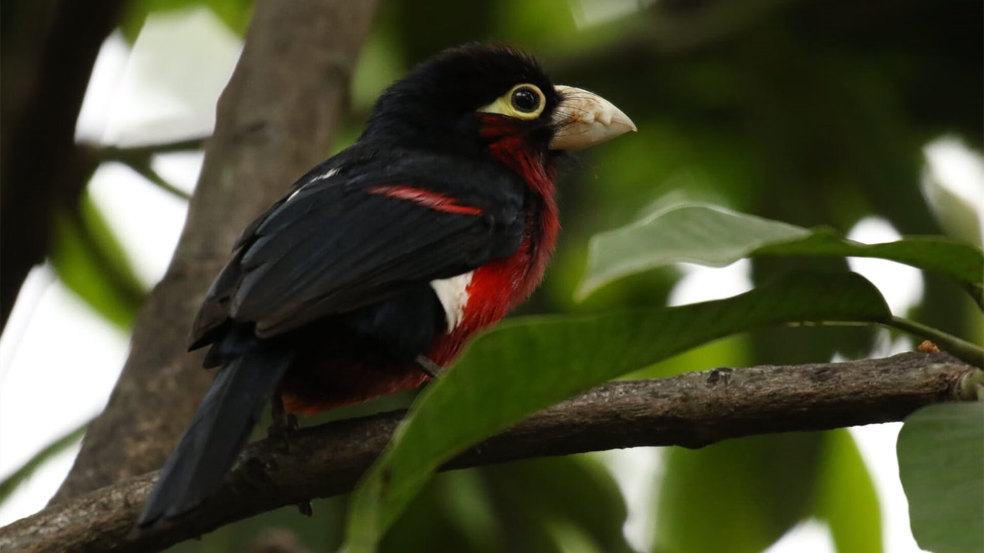 希腊女篮在欧洲锦标赛中再夺金牌，续写辉煌传奇，希腊女篮世界排名