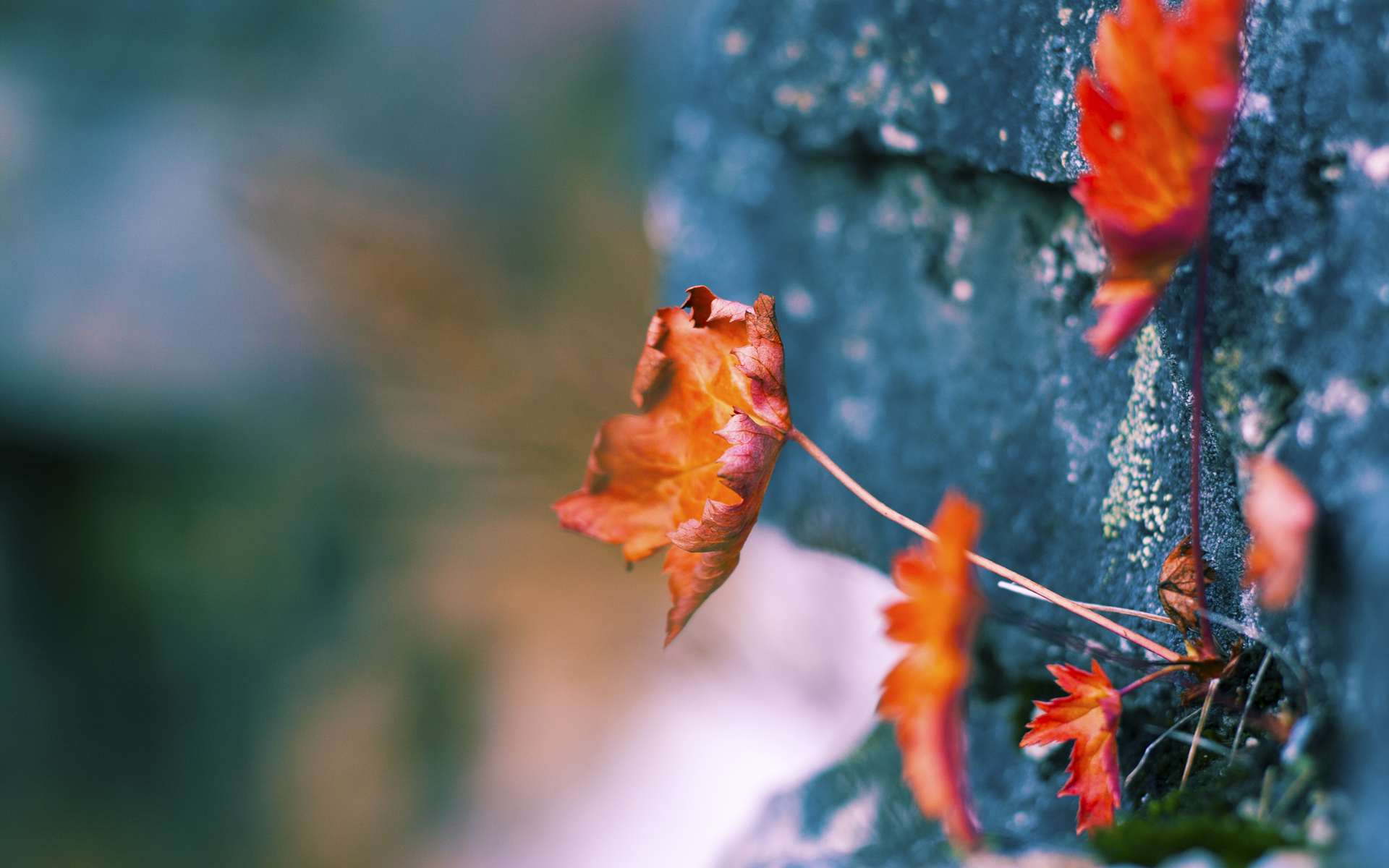 意甲刀锋出鞘：攻击力爆棚！，手游刀锋意志出装