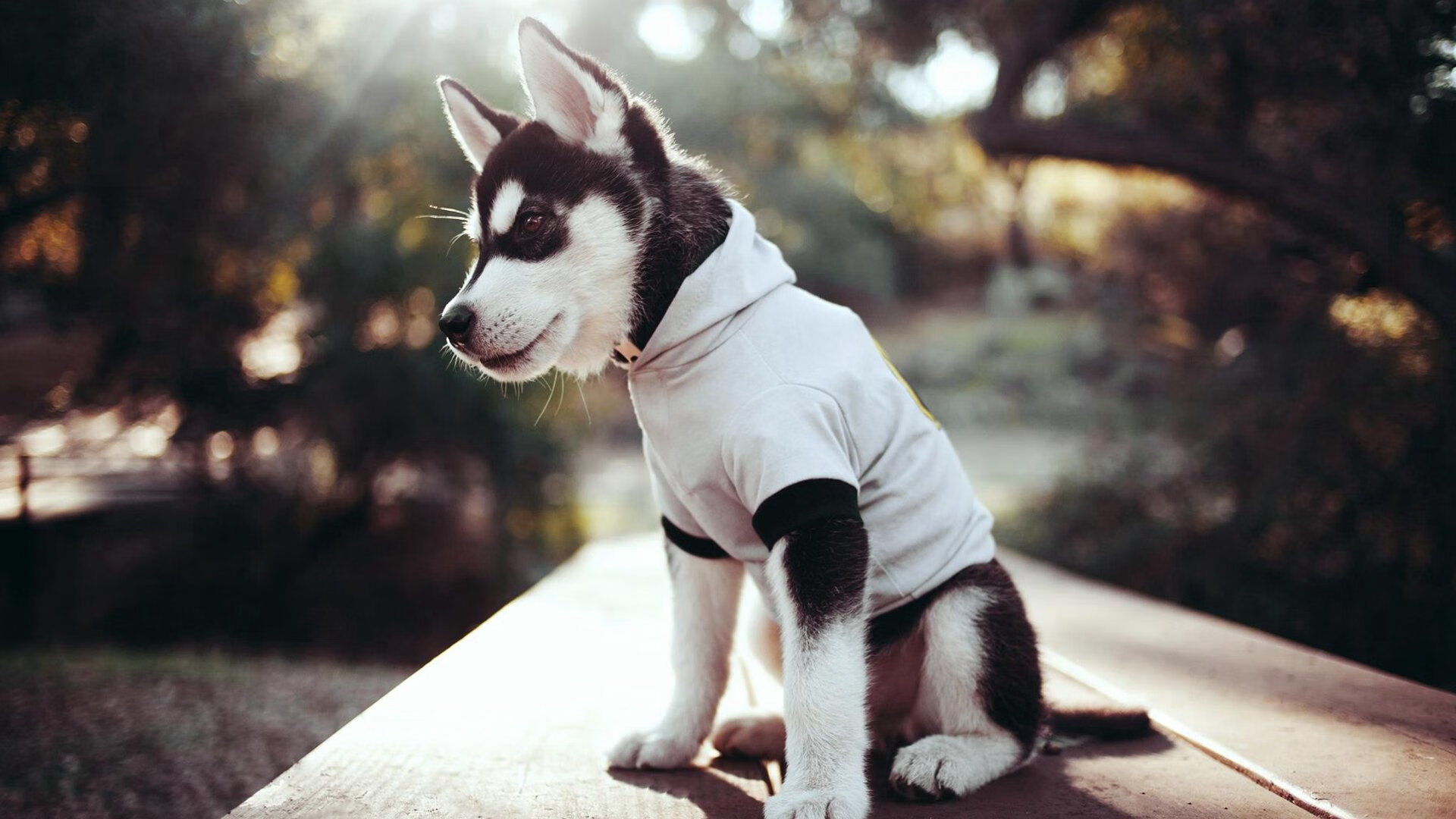 新闻中心公告全国运动医疗服务能力评价试点城市名单,全国运动技能等级测试专家评审委员会