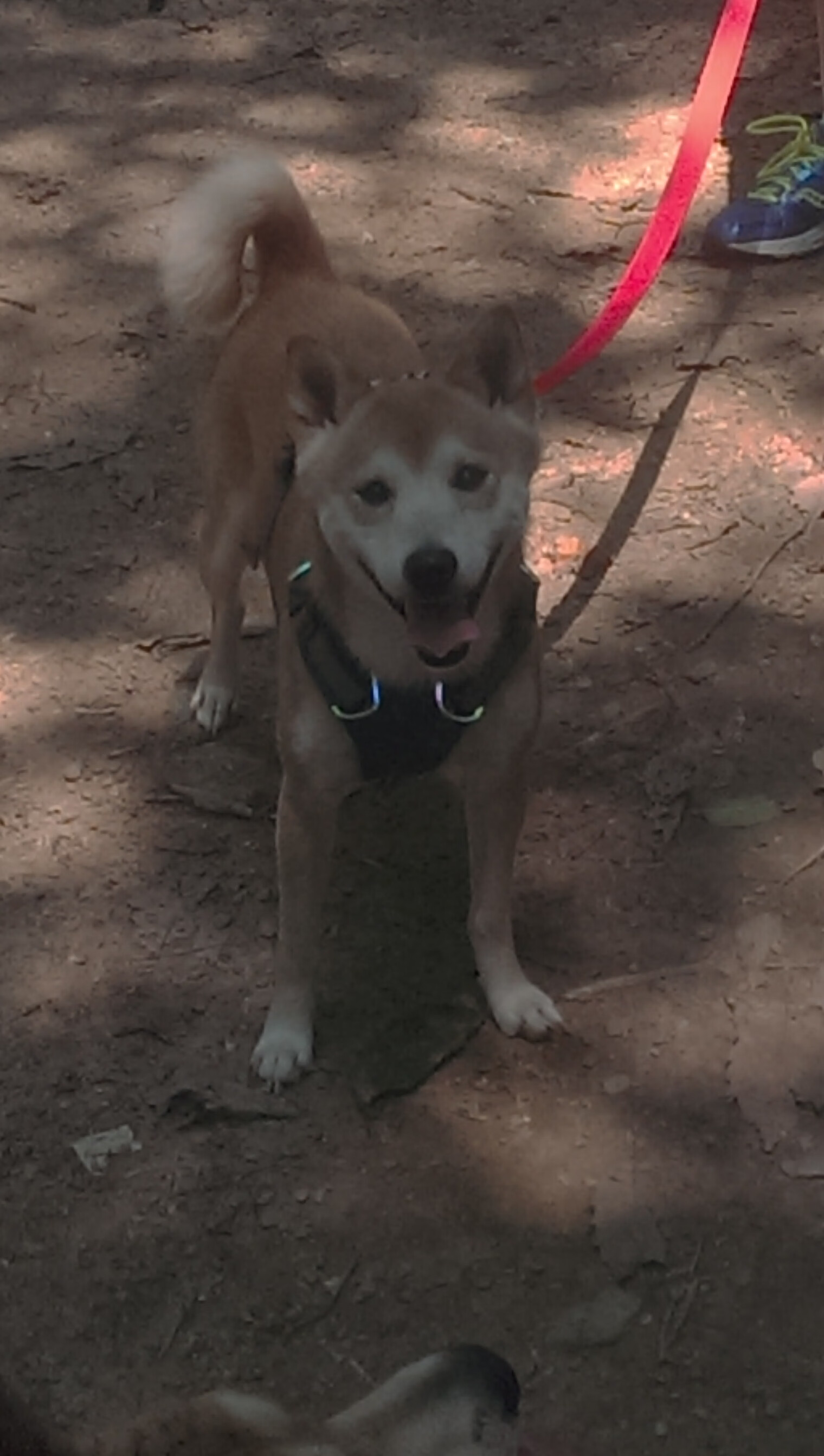 新闻中心发布国际合作赛事承办流程及责任说明，2021国际合作