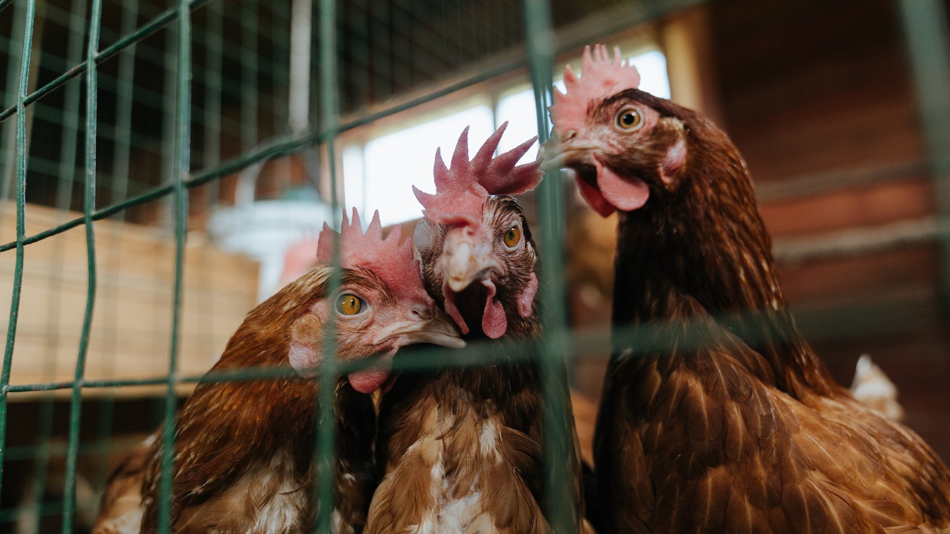 朱婷带伤上阵拼下关键一局，朱婷负伤