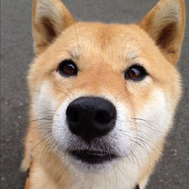 林丹参与羽毛球器材研发提高实用性，羽毛球林丹个人资