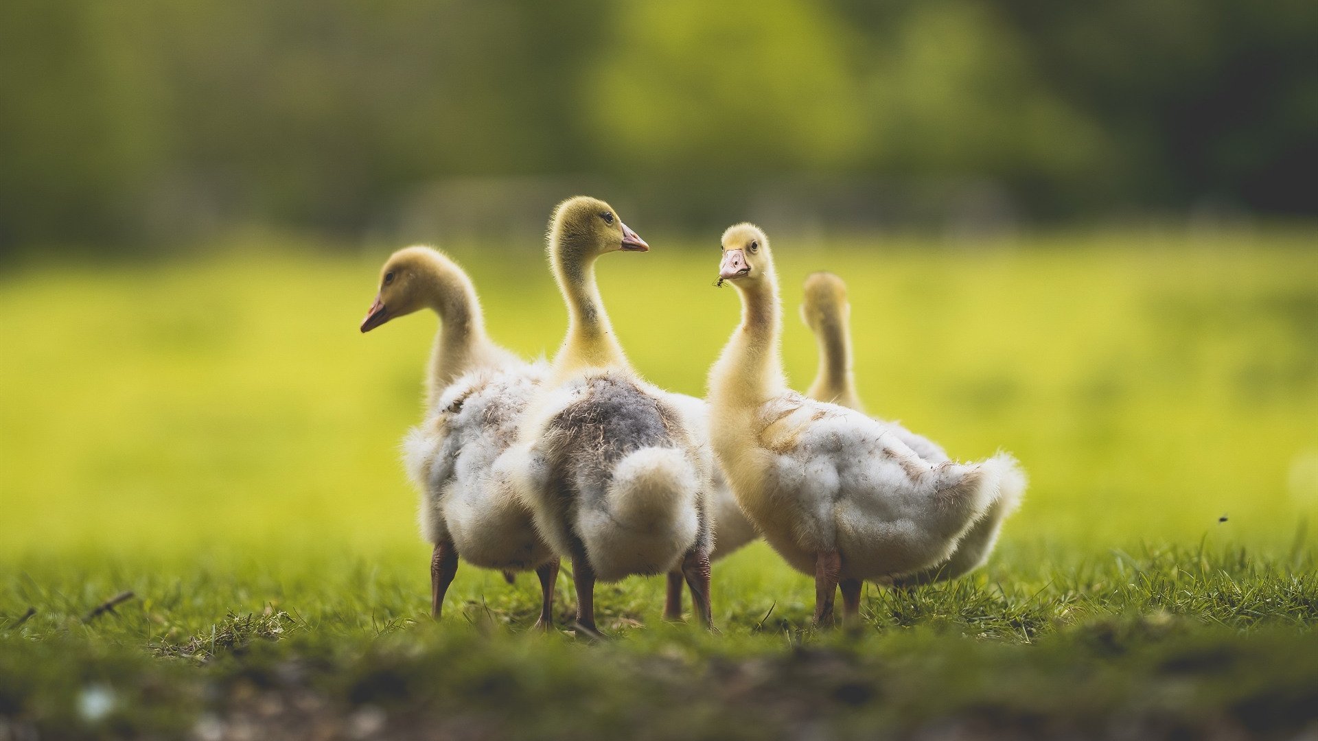 kaiyun体育app-格林伍德的防守反击与高效的场上决策，成为袋鼠队致胜法宝，格林伍德球员