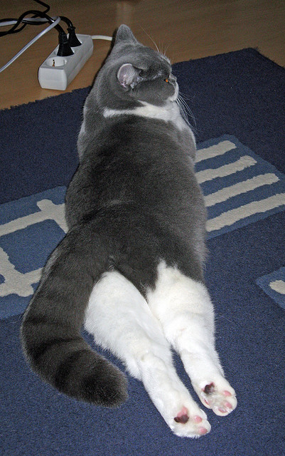 开云网站-格鲁吉亚女篮在欧洲锦标赛中崭露头角，迈向国际舞台的信心倍增