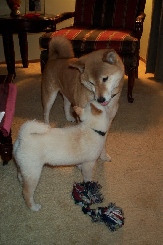 开云中国-欧洲杯比赛的数字传播路径，欧洲杯大数据锦囊