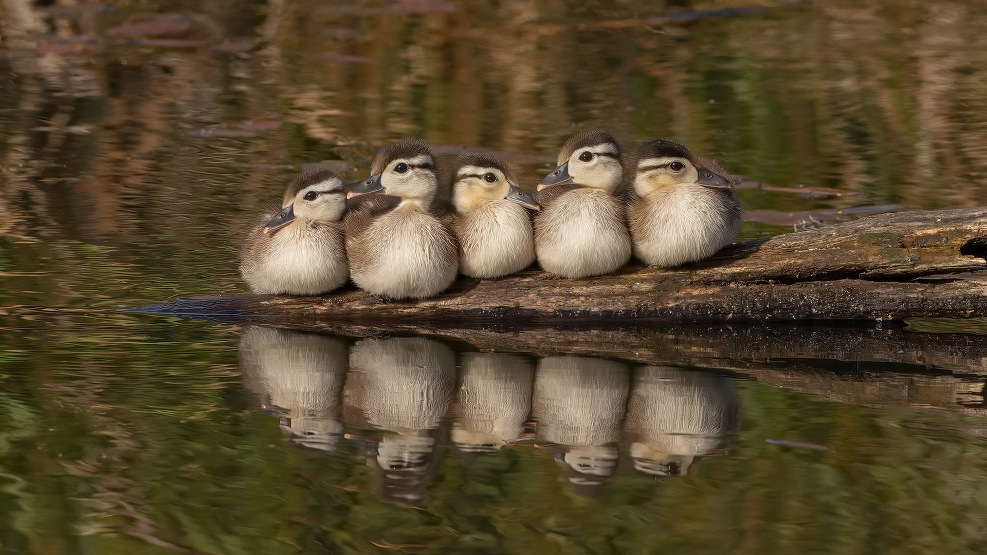 开云体育APP下载-水球战术多变摩纳哥应对自如