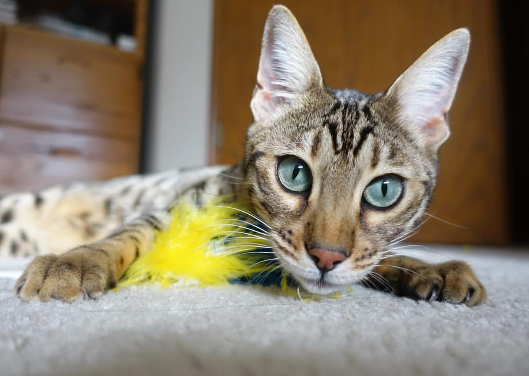 kaiyun开云·官方网站-法国新一代天才崭露头角，未来潜力无限